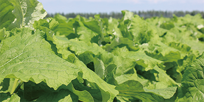 ごぼうの葉イメージ