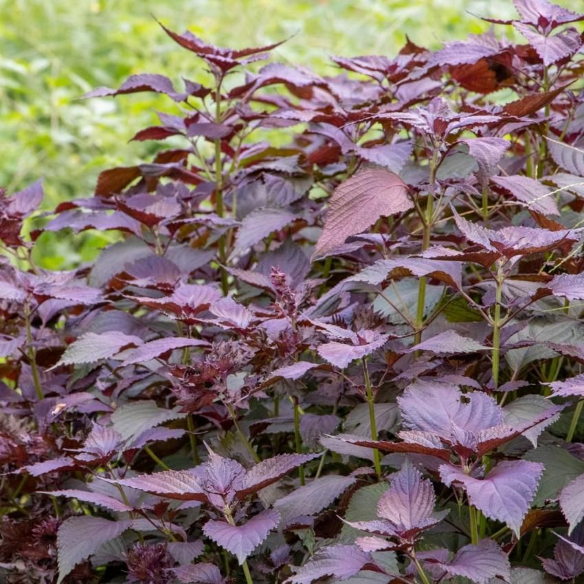 赤紫蘇のイメージ