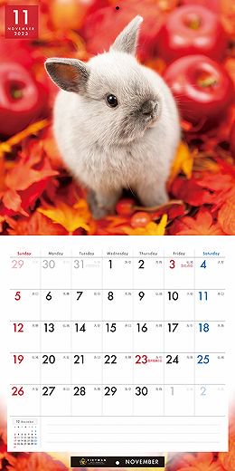 PICTWAN ラビット（ウサギ） 2023年 カレンダー