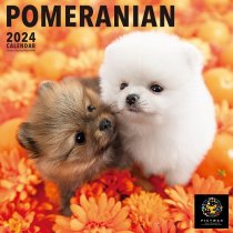 PICTWAN ポメラニアン 2024年 カレンダー
