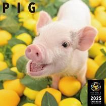PICTWAN ԥåʥ֥ 2025ǯ 