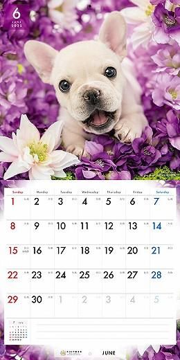 PICTWAN ե֥ɥå 2025ǯ 