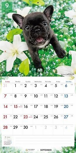 PICTWAN ե֥ɥå 2025ǯ 