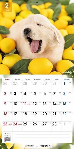 PICTWAN ǥ󡦥ȥ꡼С 2025ǯ 