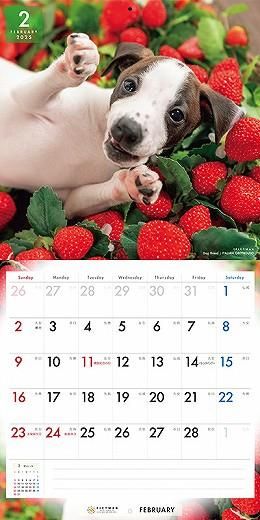 PICTWAN ꥢ󡦥졼ϥ 2025ǯ 