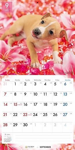 PICTWAN ꥢ󡦥졼ϥ 2025ǯ 