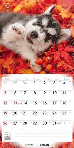PICTWAN ٥ꥢ󡦥ϥ 2025ǯ 