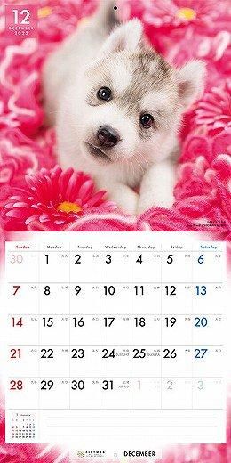 PICTWAN ٥ꥢ󡦥ϥ 2025ǯ 