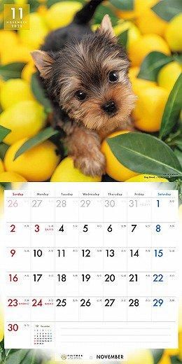 PICTWAN 衼㡼ƥꥢ 2025ǯ 
