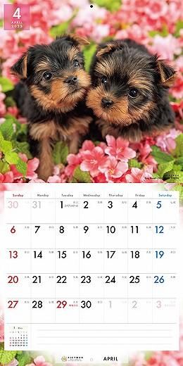 PICTWAN 衼㡼ƥꥢ 2025ǯ 