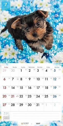 PICTWAN 衼㡼ƥꥢ 2025ǯ 