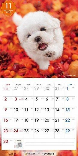 PICTWAN ޥS 2025ǯ 
