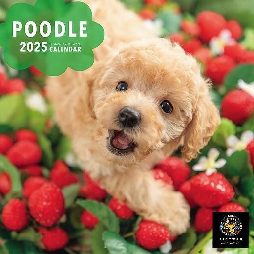 カレン・ホイプティング「chocolate dog」 PICTWAN プードル〔Sサイズ〕 2025年 カレンダー 通販