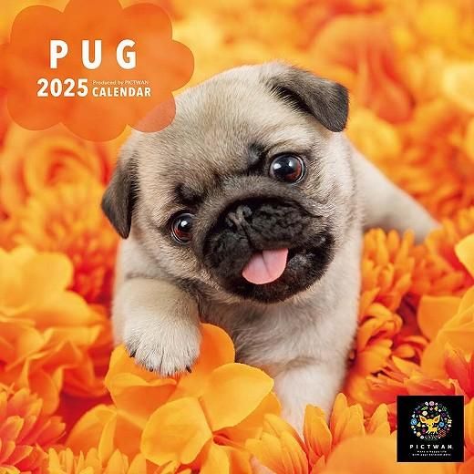 PICTWAN ѥS 2025ǯ 