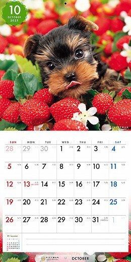 PICTWAN 衼㡼ƥꥢS 2025ǯ 