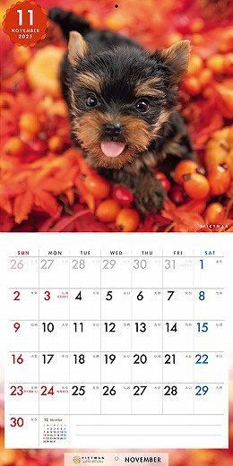 PICTWAN 衼㡼ƥꥢS 2025ǯ 