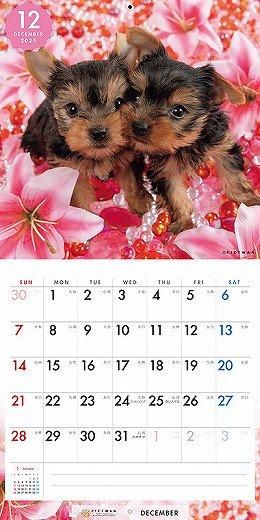 PICTWAN 衼㡼ƥꥢS 2025ǯ 