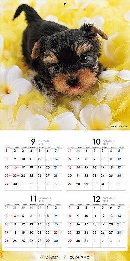 PICTWAN 衼㡼ƥꥢS 2025ǯ 