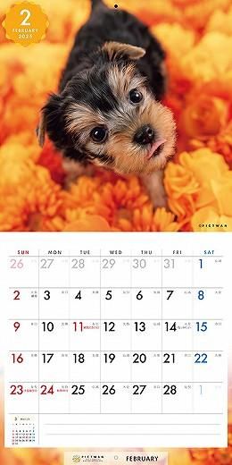 PICTWAN 衼㡼ƥꥢS 2025ǯ 