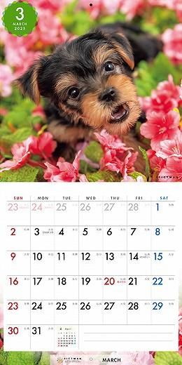 PICTWAN 衼㡼ƥꥢS 2025ǯ 