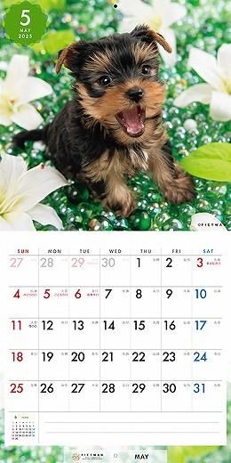 PICTWAN 衼㡼ƥꥢS 2025ǯ 
