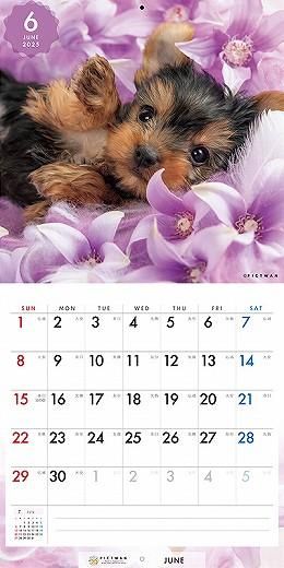 PICTWAN 衼㡼ƥꥢS 2025ǯ 