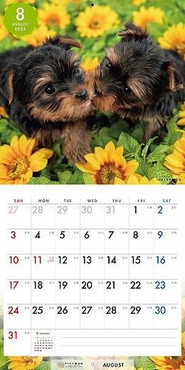 PICTWAN 衼㡼ƥꥢS 2025ǯ 