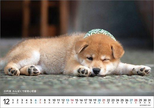  Ʀ쥯 2025ǯ 