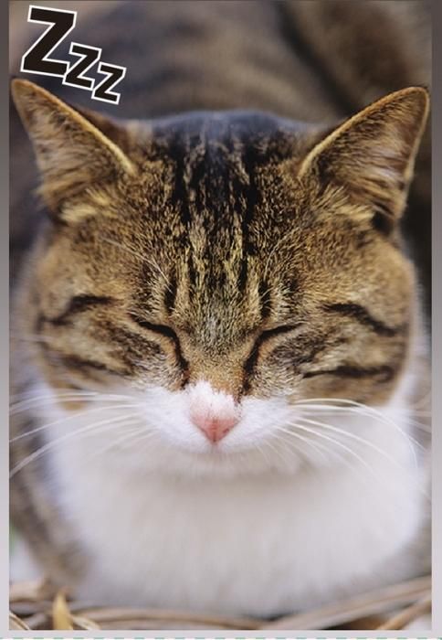 SUGOIスリーブvol.009 「ねこVer.3」 SUGOIスリーブvol.009 「ねこVer.3」