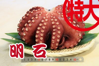 茹で蛸 約1.5kg 明石（兵庫県）産