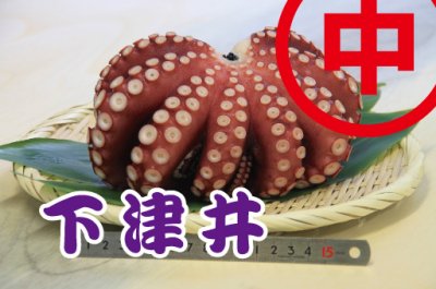 茹で蛸 約0.8kg 下津井（岡山県）産