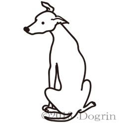 イタリアングレイハウンド Dogrin Dog Style Shop イタリアングレイハウンド Dogrin Dog Style Shop