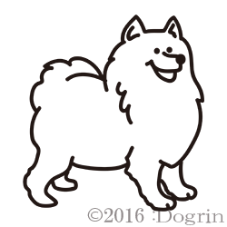 サモエド ベーシック Dogrin Dog Style Shop