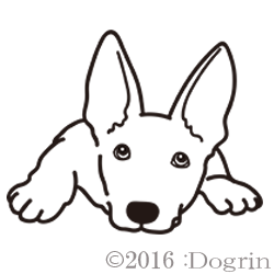 ホワイトシェパード 尾関シオン パピー Dogrin Dog Style Shop ホワイトシェパード 尾関シオン パピー Dogrin Dog Style Shop
