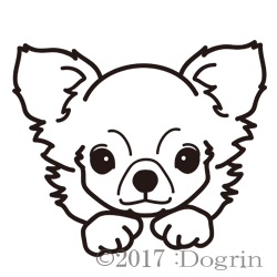 チワワ ロング ちわ Dogrin Dog Style Shop
