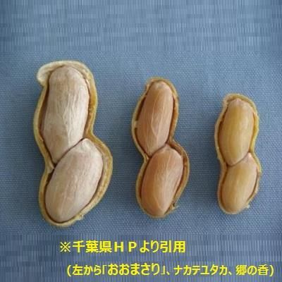 ゆで豆用生落花生 千葉県産 おおまさり ちばの恵み 千葉の名産 特産品 伝統的工芸品を通販でお取り寄せ ゆで豆用生落花生 千葉県産 おおまさり ちばの恵み 千葉の名産 特産品 伝統的工芸品を通販でお取り寄せ