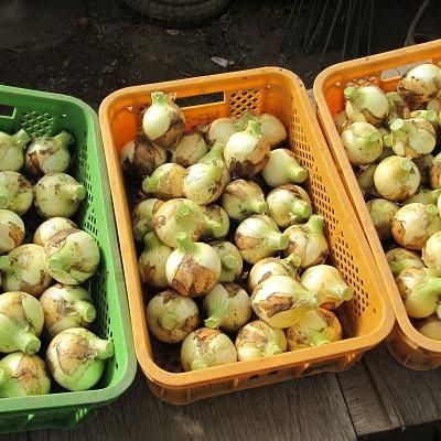 南九十九里の初夏の味覚 白子たまねぎ ちばの恵み 千葉の名産 特産品 伝統的工芸品を通販でお取り寄せ 南九十九里の初夏の味覚 白子たまねぎ ちばの恵み 千葉の名産 特産品 伝統的工芸品を通販でお取り寄せ