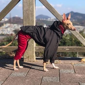 イタグレ 冬服 着せやすい アウター ジャケット 楽天市場】イタグレ 冬服 犬 服 犬服 いぬ 犬の服 イタリアン
