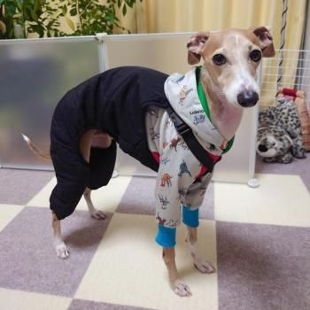 ヒョウ柄パーカー　イタグレ服　犬服　バンドメイド mw42lp_r.jpg