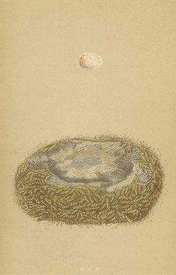 鳥の巣と卵 図版「great tit」／イギリス1853年