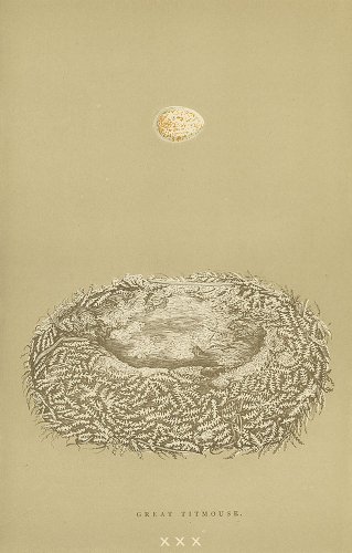 鳥の卵の図版／イギリス1896年
