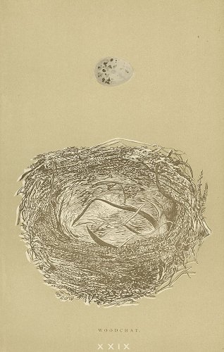 鳥の卵の図版／イギリス1896年