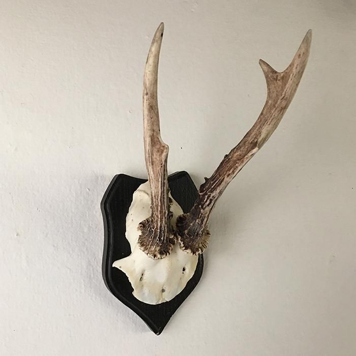 鹿のハンティングトロフィー - Guignol [ギニョール] web shop