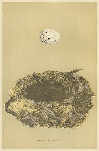 鳥の巣と卵の図版／イギリス1896年