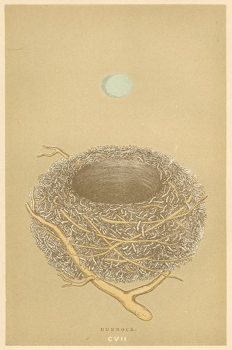 鳥の巣と卵の図版／イギリス1896年