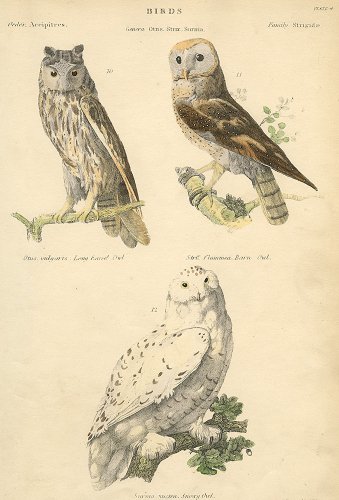 鳥の図版「The Museum of Natural History 」／イギリス1803年