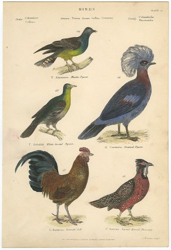 鳥の図版「The Museum of Natural History 」／イギリス1803年