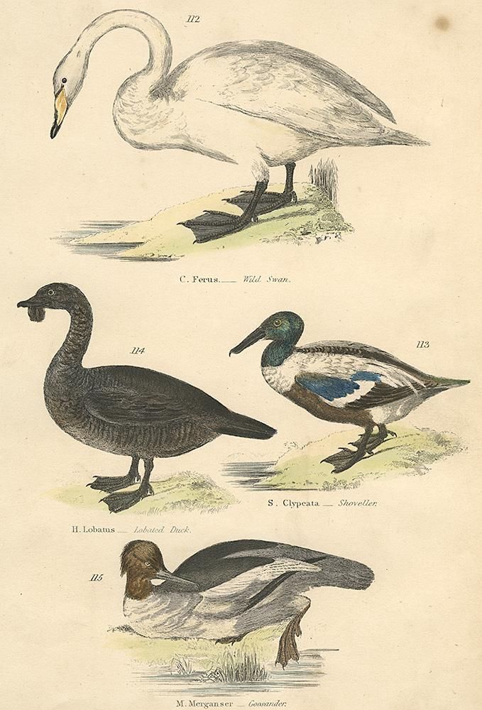 鳥の図版「The Museum of Natural History 」／イギリス1803年