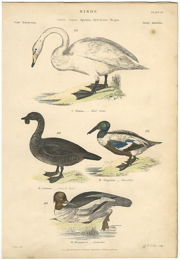 鳥の図版「The Museum of Natural History 」／イギリス1803年