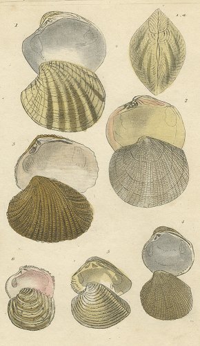 貝の図版／イギリス1838年